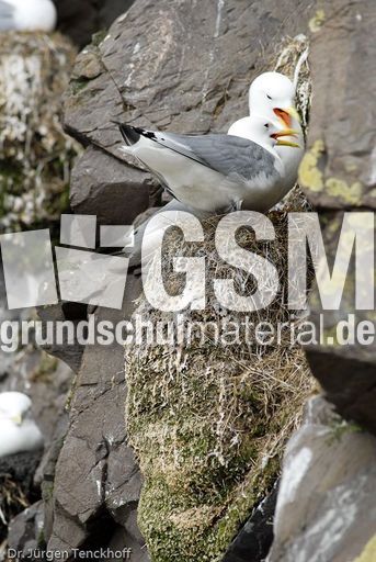 Dreizehenmöve (8 von 10).jpg